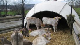 Pflegemaßnahmen eines Rinder- / Schweinebestandes 